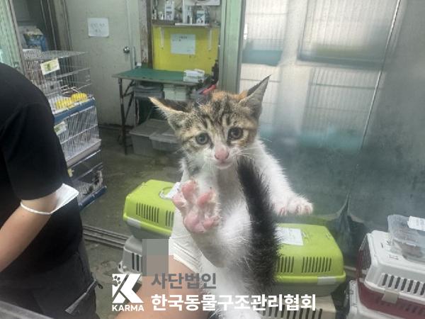 [고양이] 한국 고양이 경기-포천-2025-00503 유기동물 배경 이미지 입니다.